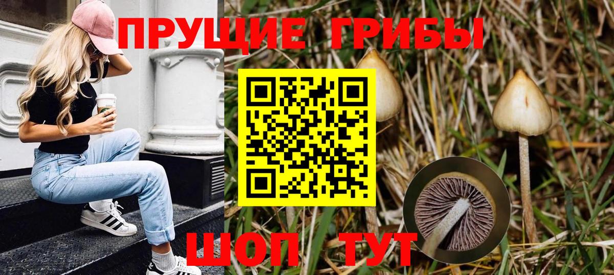 Псилоцибиновые грибы прущие грибы  Галлюциногенные грибы Cubensis  что такое   Черногорск 