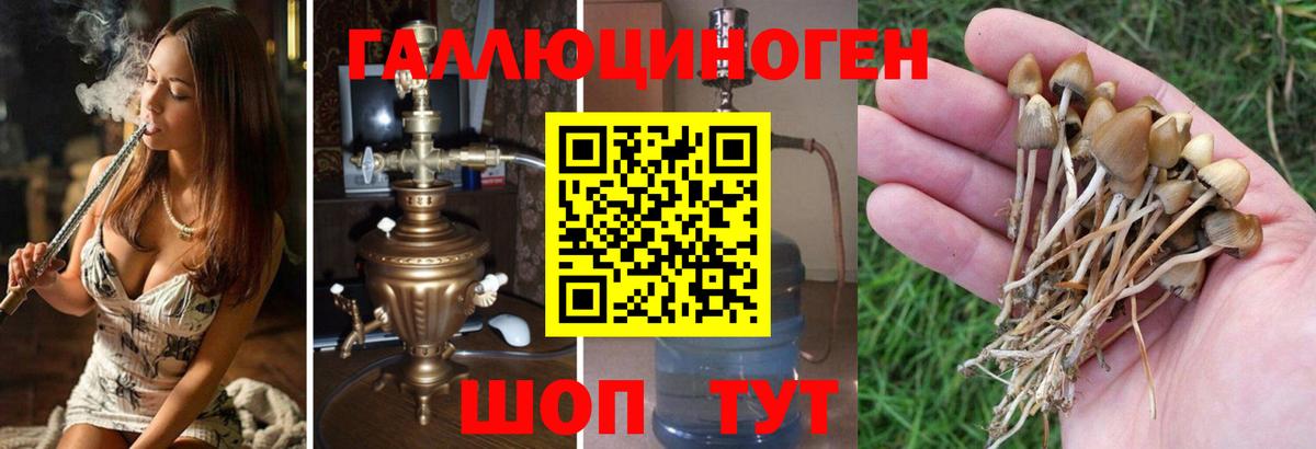 МЕФ Черногорск